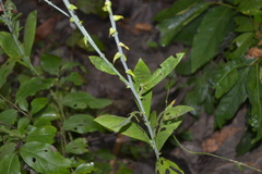 Crotalaria spectabilis